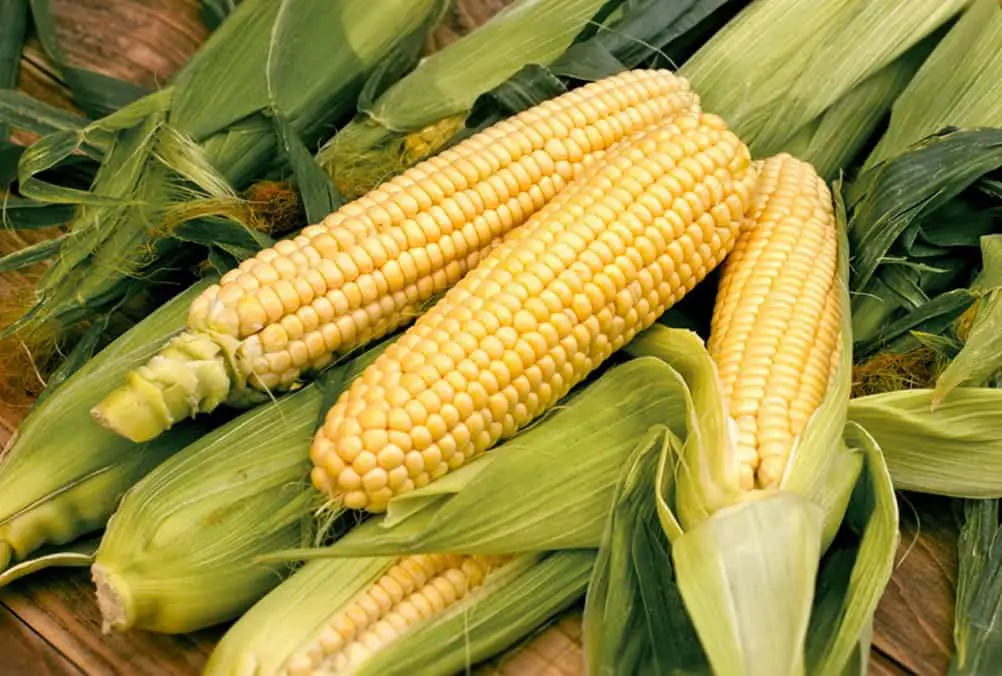 ¿Pueden las gallinas comer maíz en la mazorca?