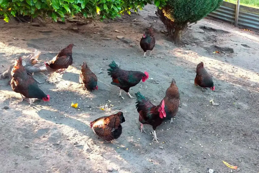 las gallinas comen maní