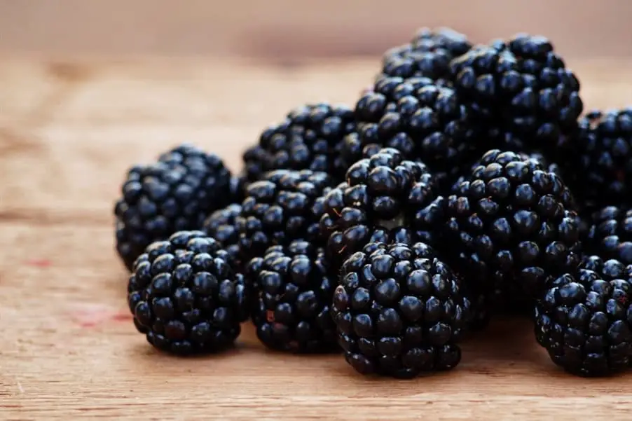 ¿Pueden los pollos comer moras?