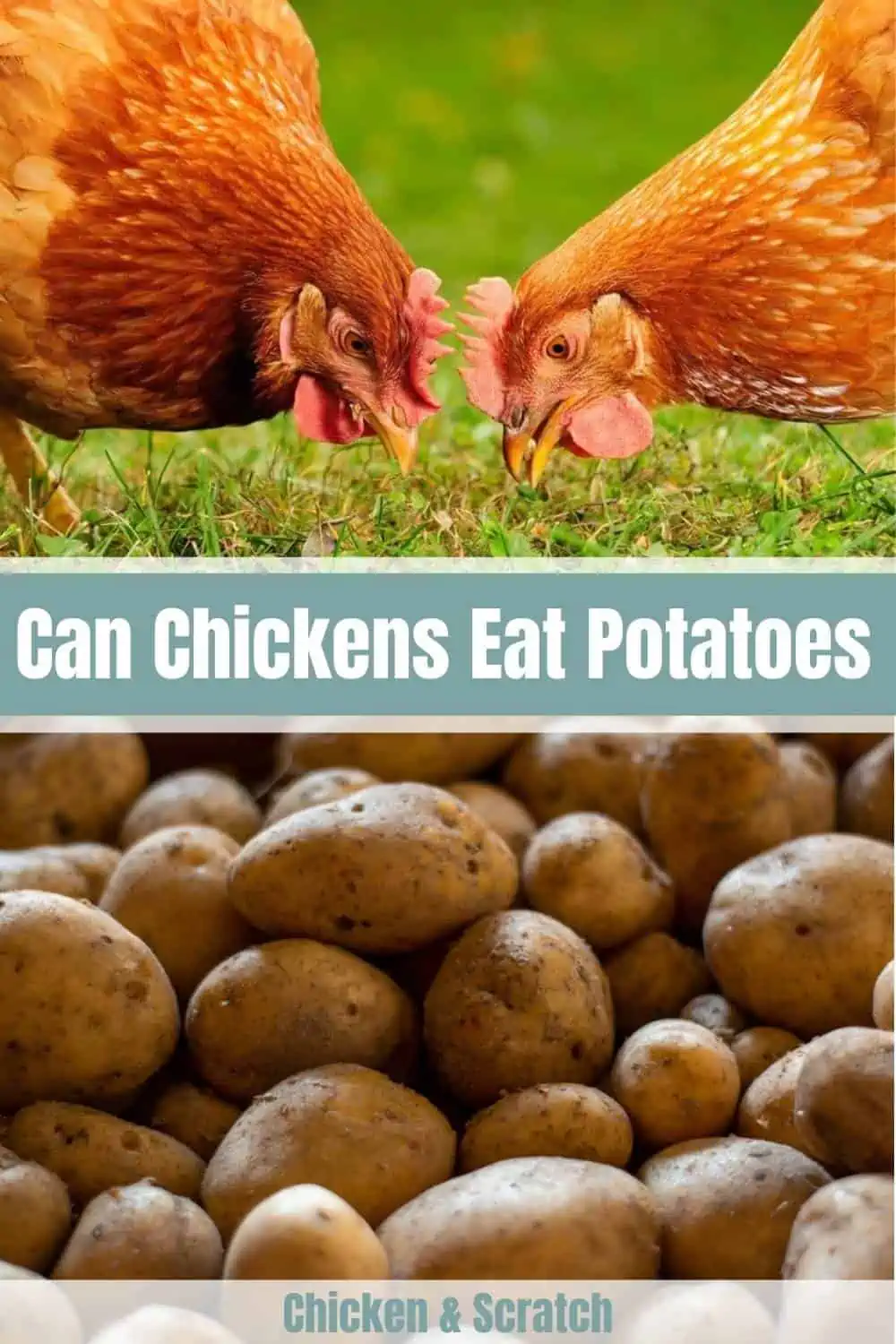¿Pueden los pollos comer papas?