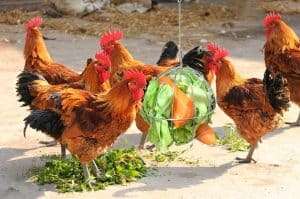 Bola de golosinas de pollo