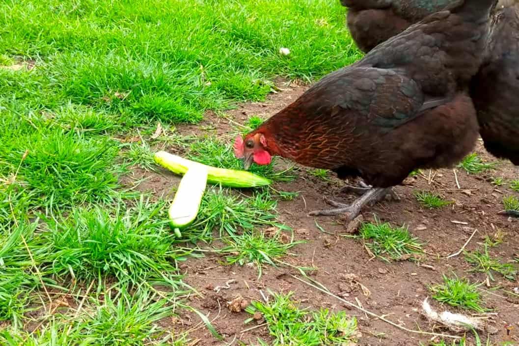 ¿Los pepinos son buenos para los pollos?