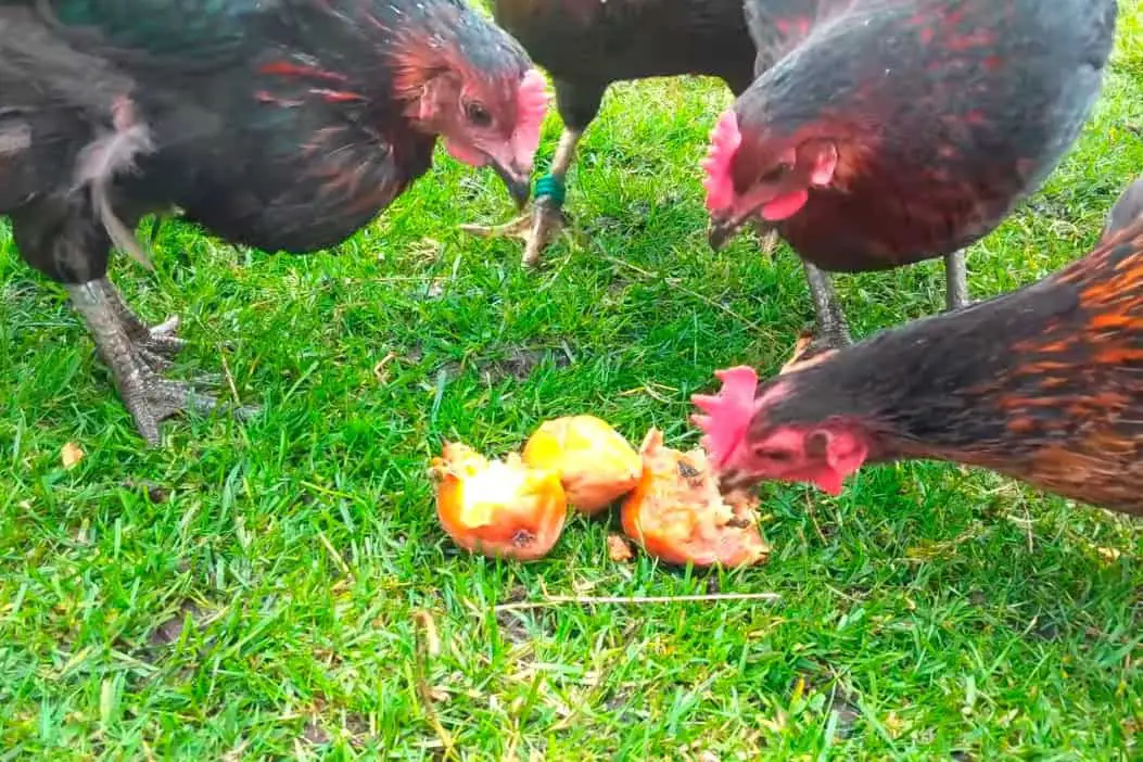 comiendo semillas de pera