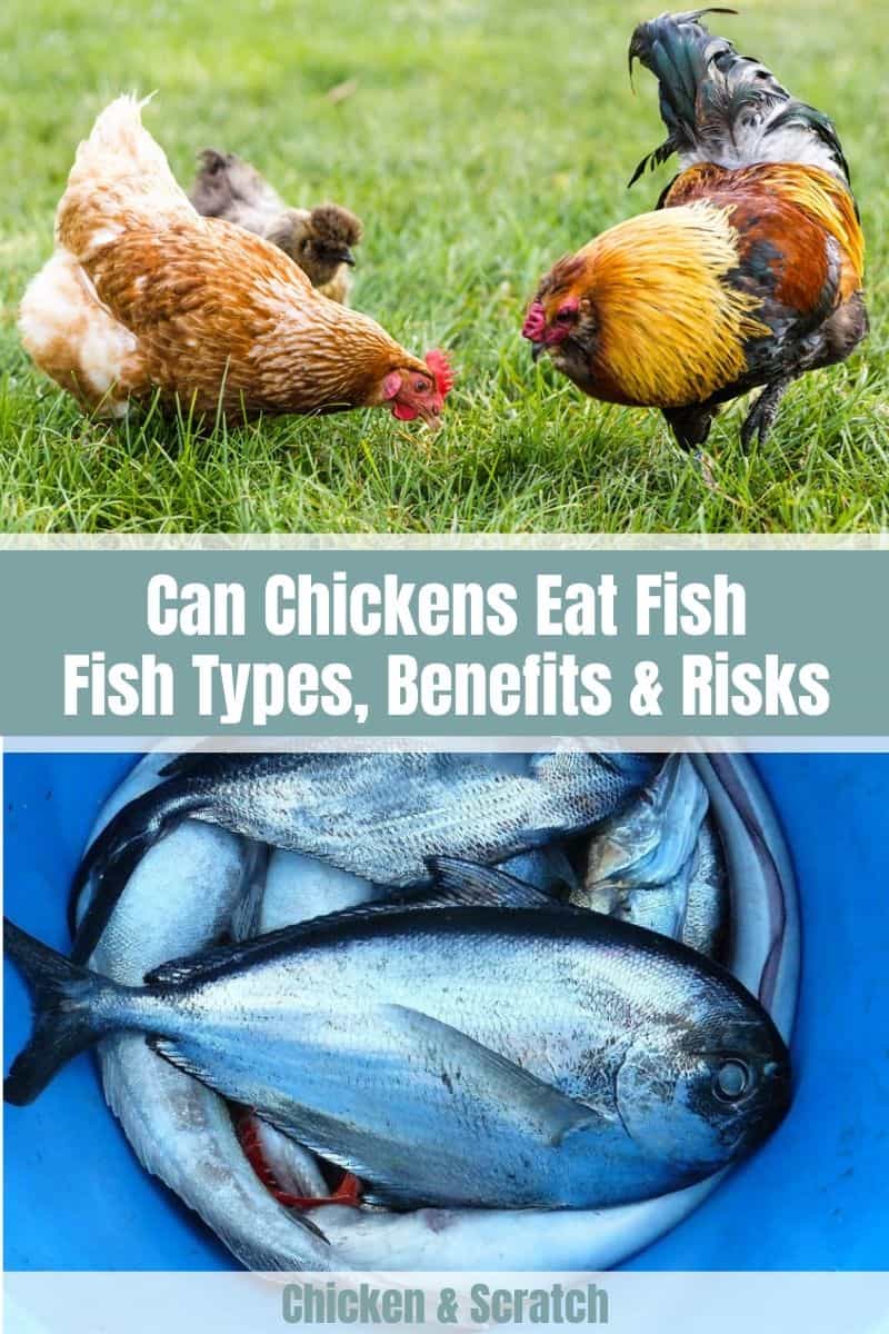 ¿Pueden los pollos comer pescado?
