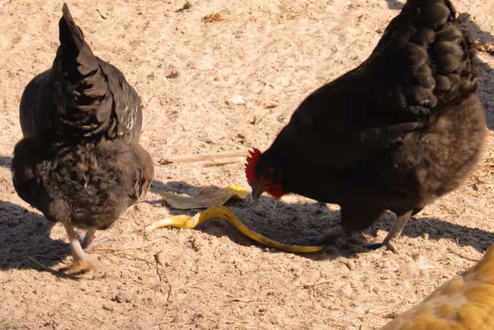 ¿Las gallinas comen cáscaras de plátano?
