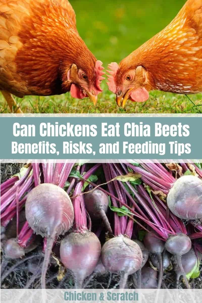¿Pueden los pollos comer remolachas?