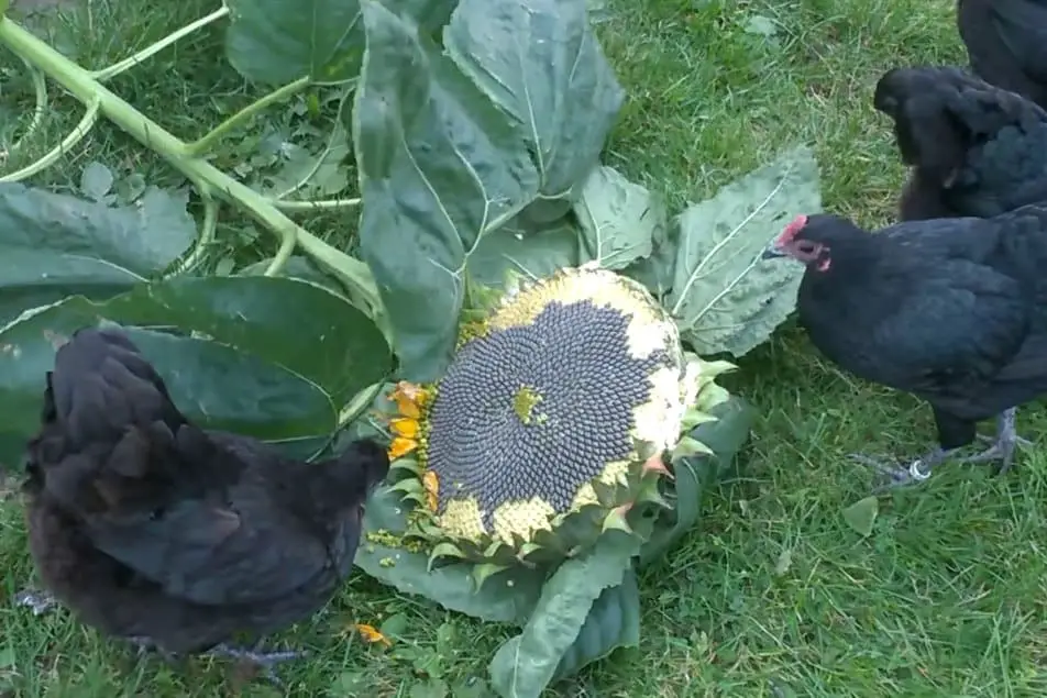 ¿Pueden los pollos comer semillas de girasol?