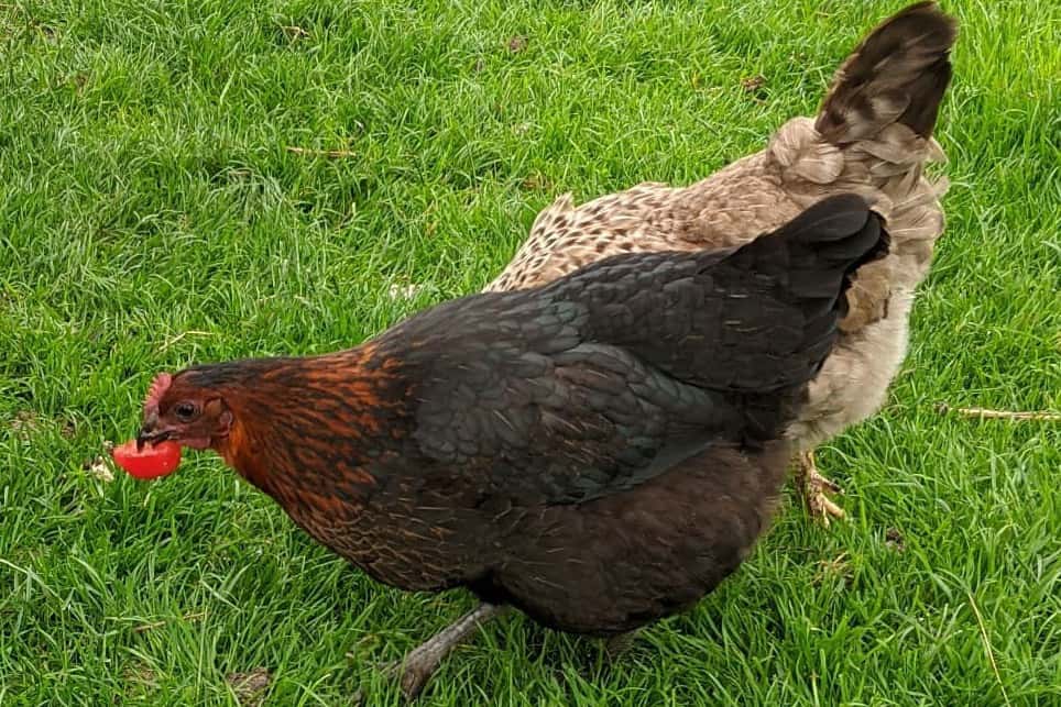 ¿los pollos pueden tener tomates?