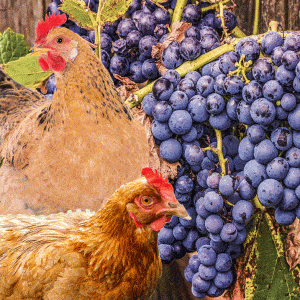 ¿Pueden los pollos comer uvas?