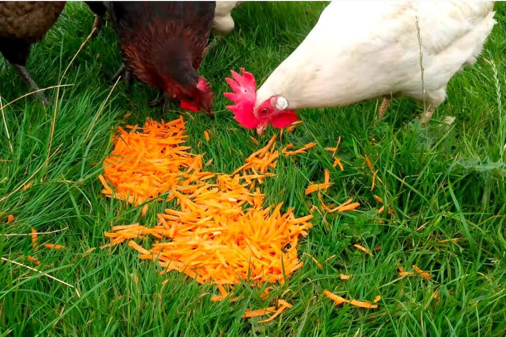 los pollos comen zanahorias