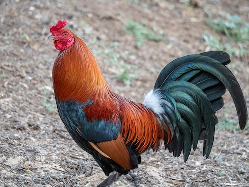 Gallo colorido caminando en potrero de pollo