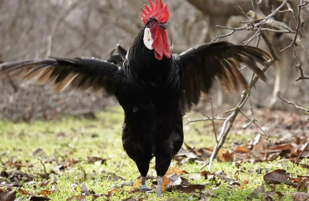 las gallinas vuelan