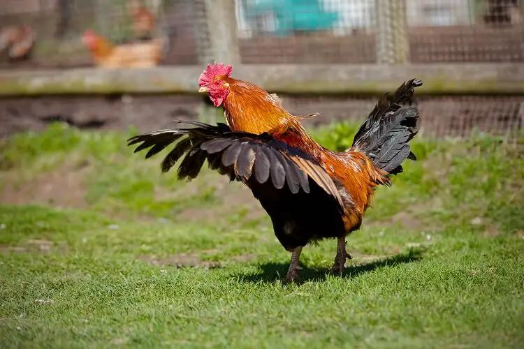 un gallo volando