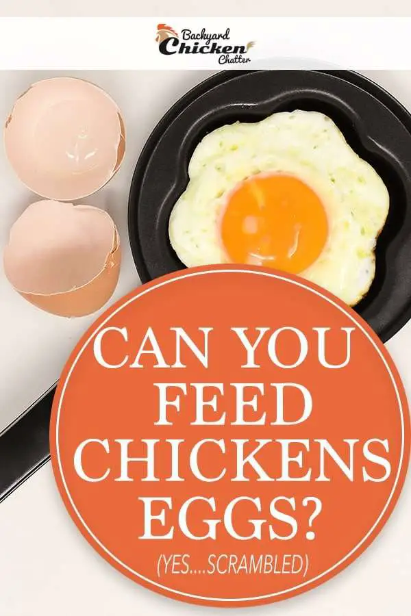 ¿Puedes alimentar a las gallinas de traspatio con huevos?