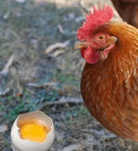 La pregunta es, ¿puedes alimentar a las gallinas con huevos?