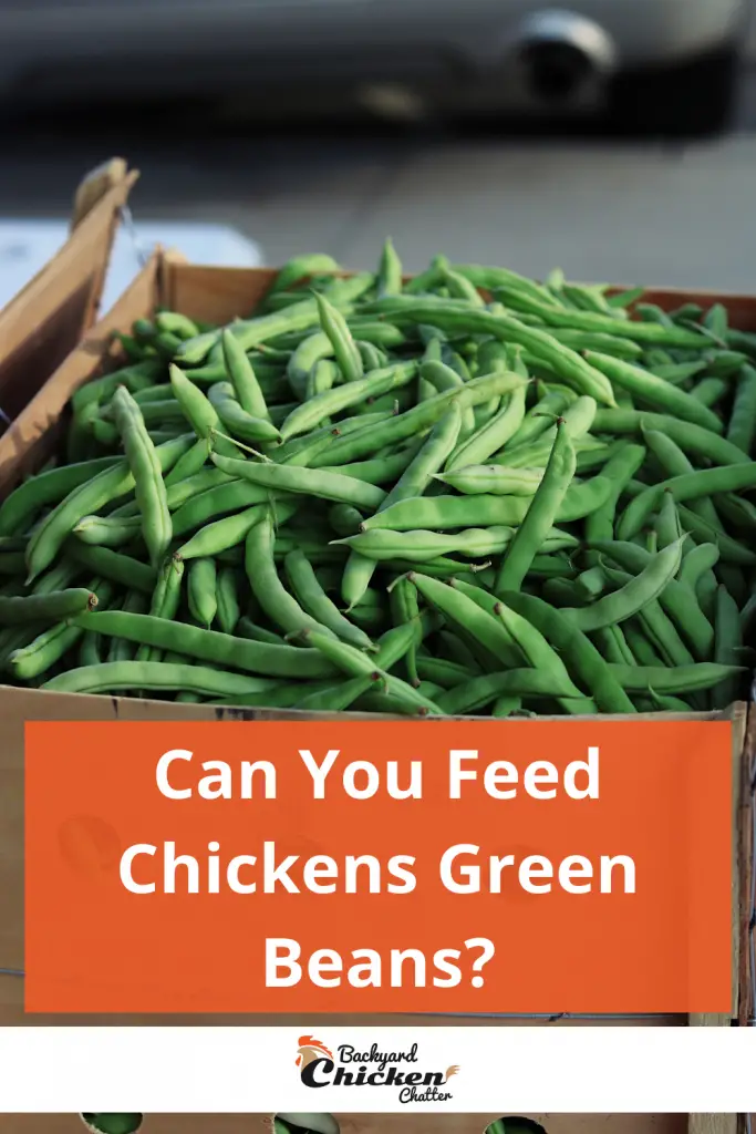 ¿Puedes alimentar a los pollos con judías verdes?