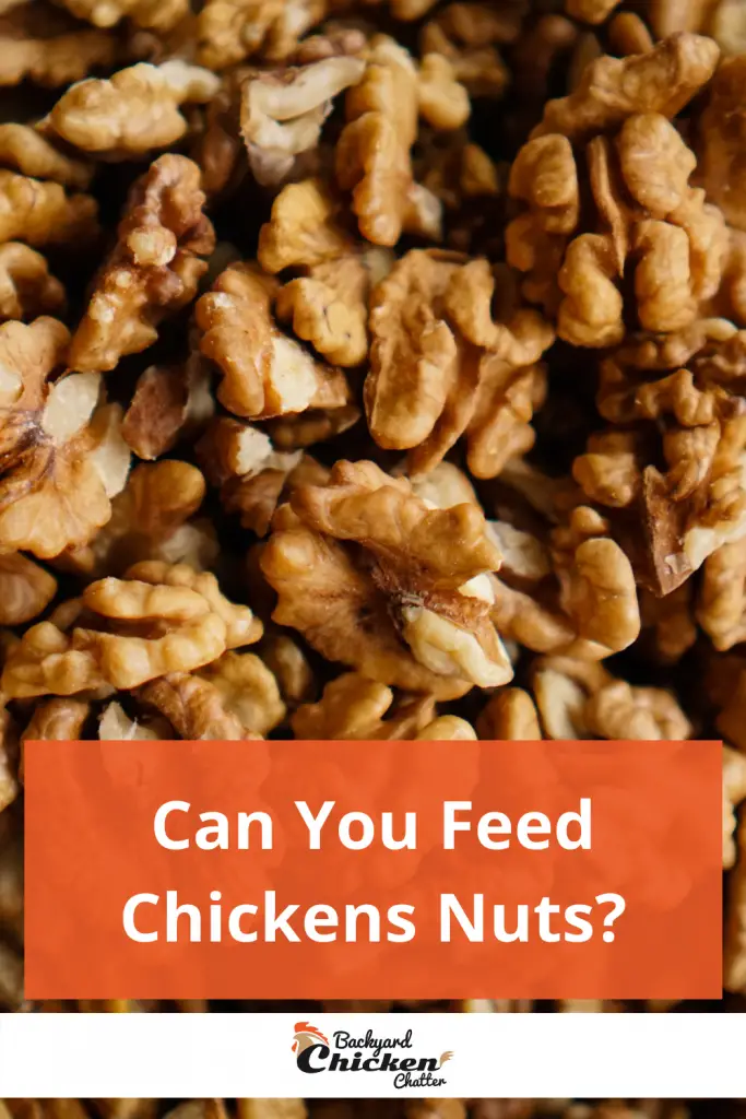 ¿Puedes alimentar a los pollos con nueces?