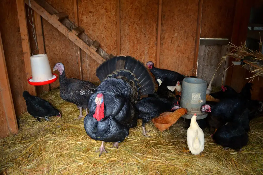 ¿Pueden los pavos y las gallinas vivir juntos?