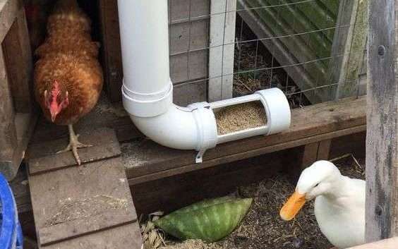 ¿Pueden las gallinas y los patos vivir juntos?