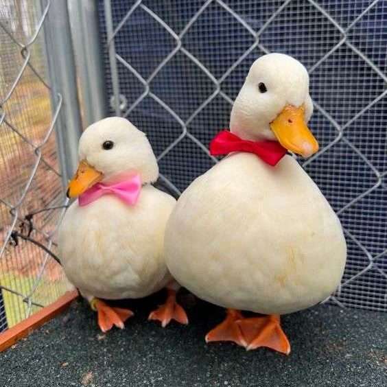 patos mascotas