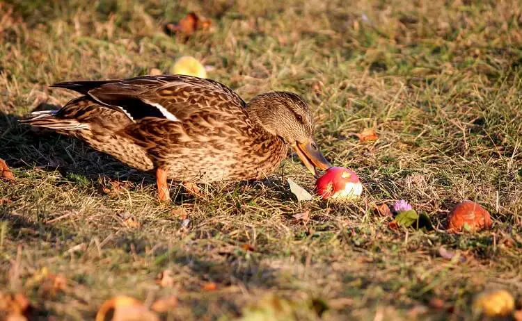 pato comiendo una manzana