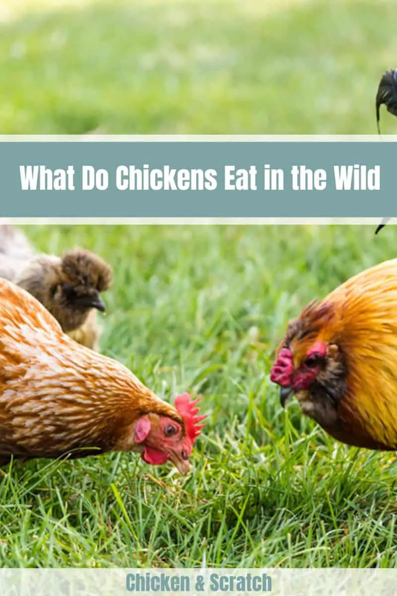 ¿Qué comen los pollos en la naturaleza?