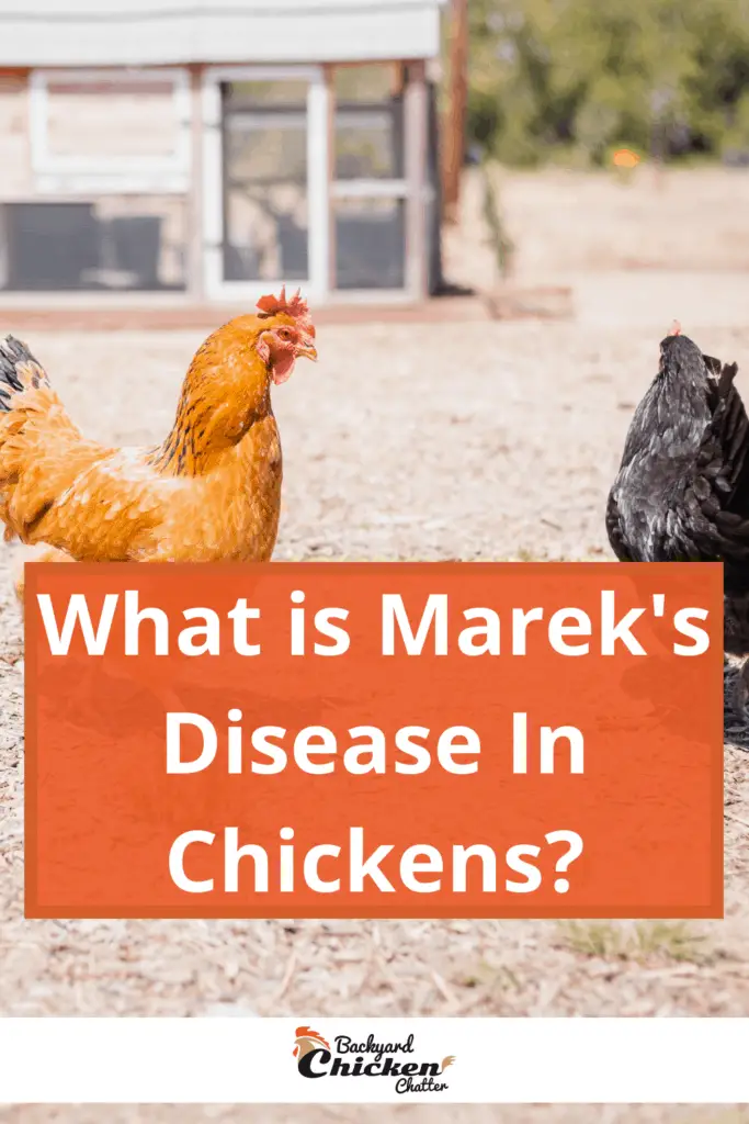 ¿Qué es la enfermedad de Marek en pollos?