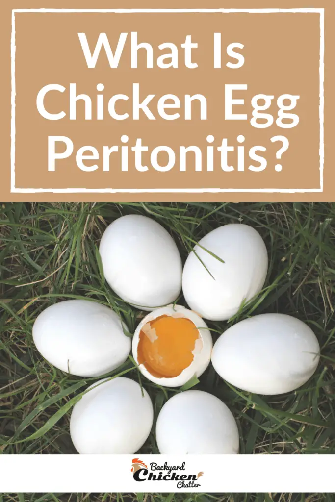 ¿Qué es la peritonitis del huevo de gallina?-pin