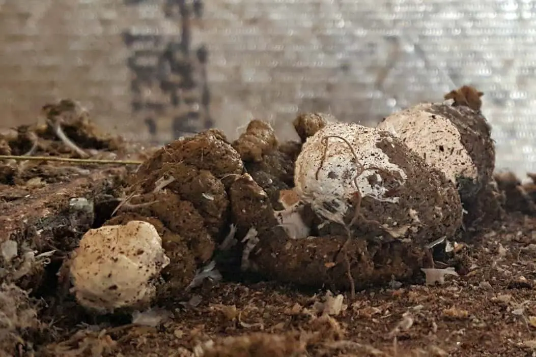 Poo de pollo regular