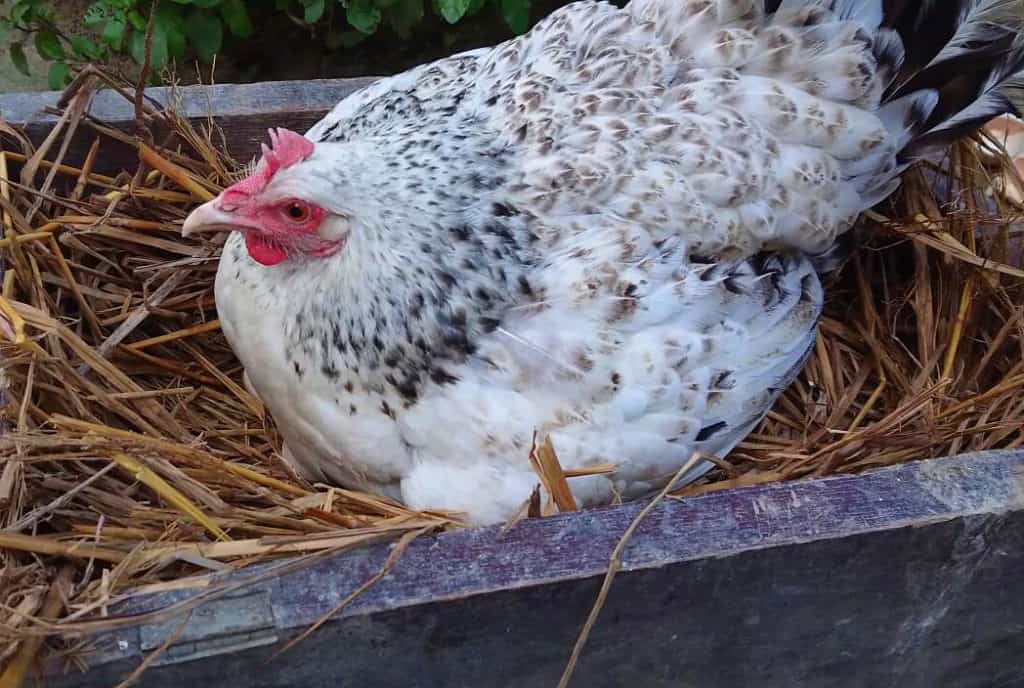 cría de pollo