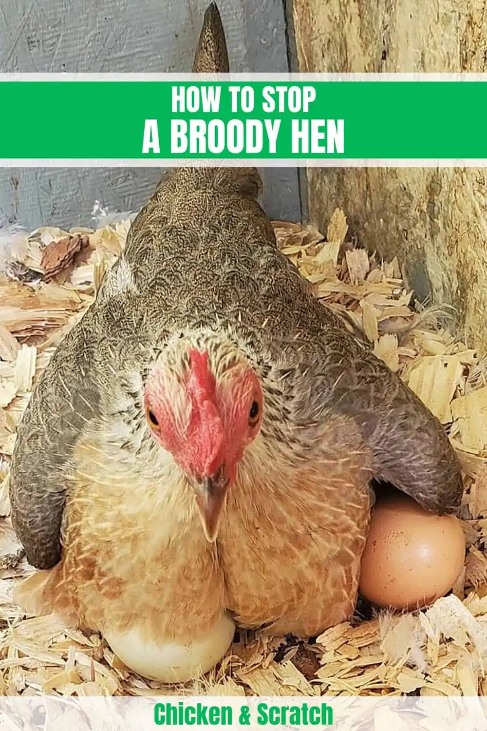 ¿Qué es una gallina broody?