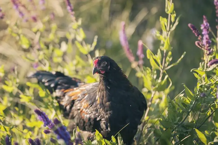 Polla Marans Cobre Negro