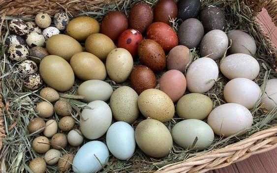 huevos de gallina verde
