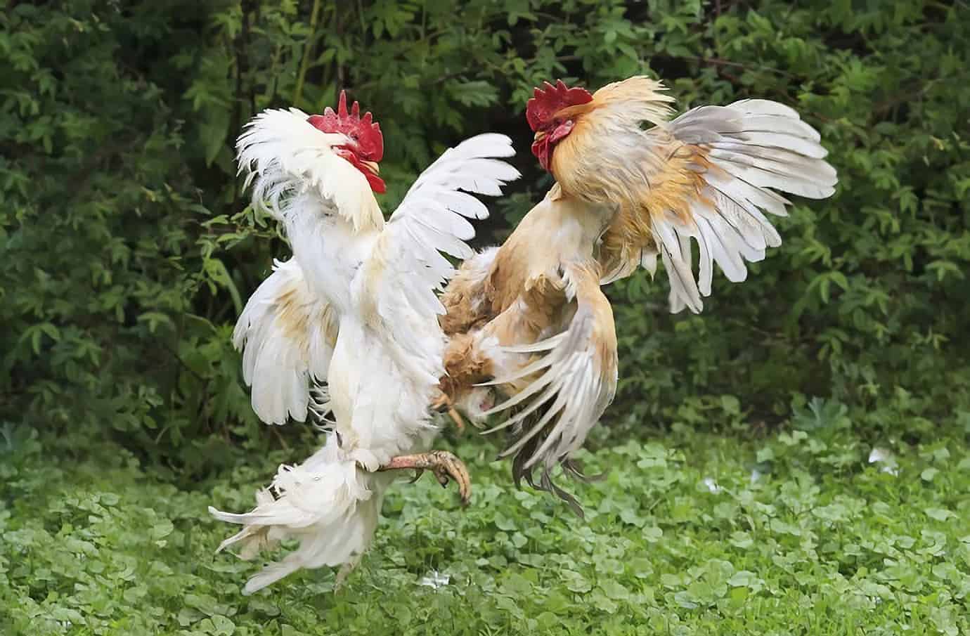 gallo agresivo