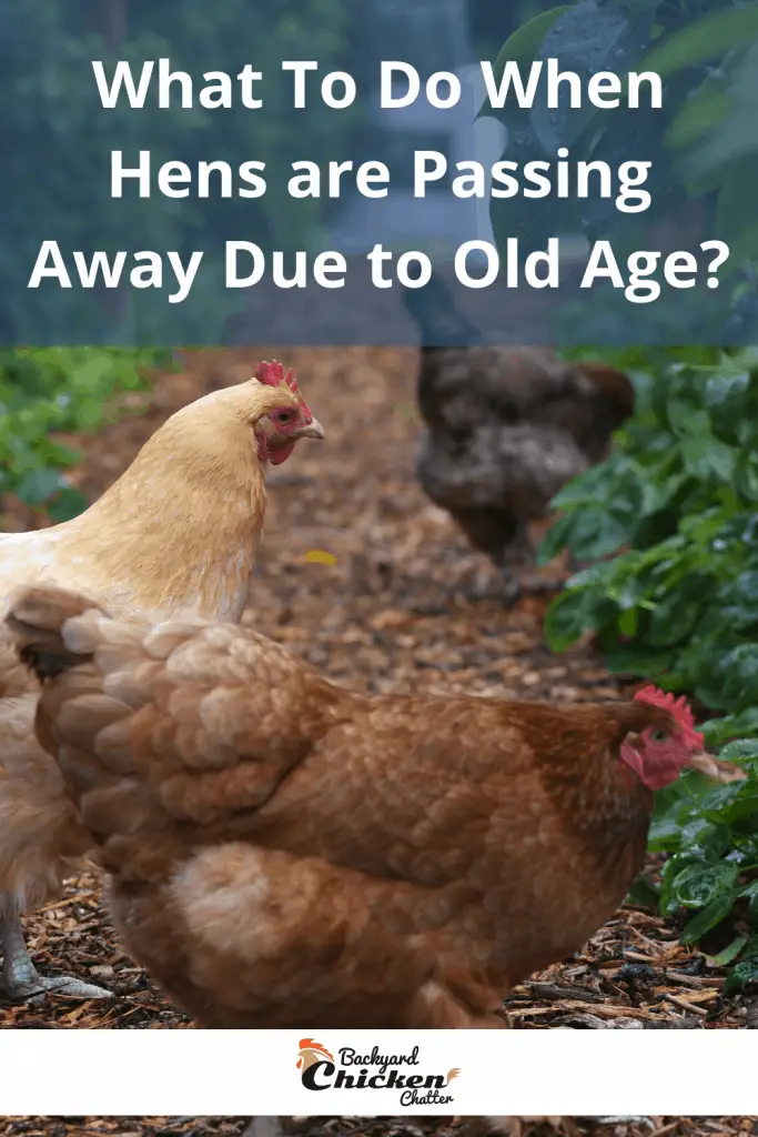 ¿Qué hacer cuando las gallinas fallecen por vejez?