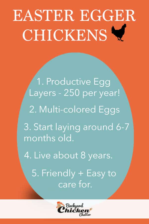 Datos sobre los pollos Easter Egger