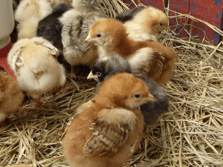 ¿Qué necesito saber sobre la incubación de huevos de gallina? 