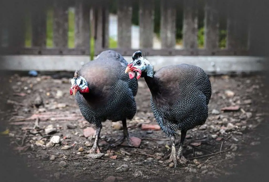 gallinas de guinea