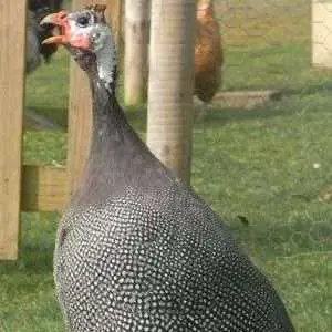 gallina de Guinea