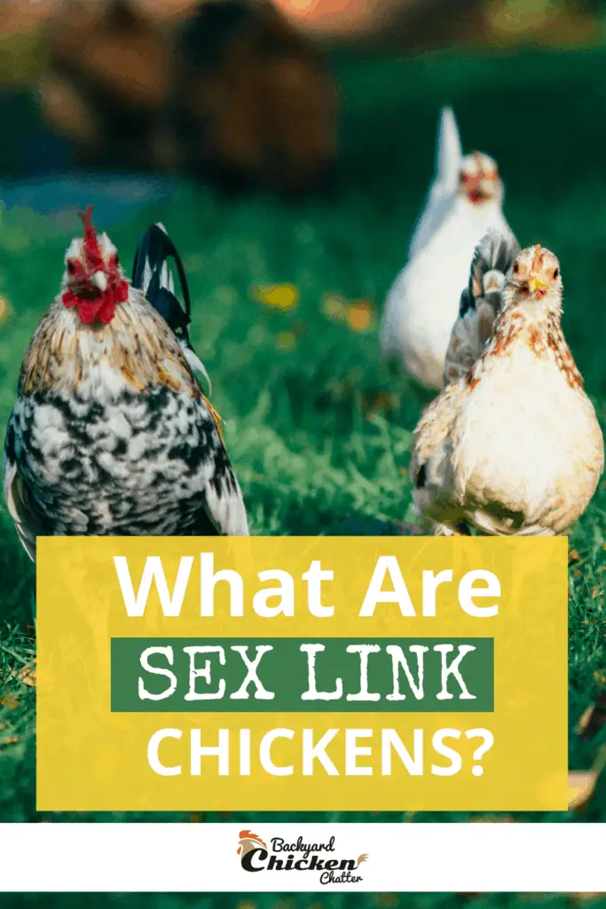 ¿Qué son los pollos Sex Link?