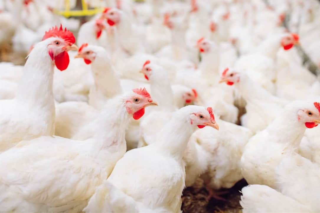 pollo de engorde