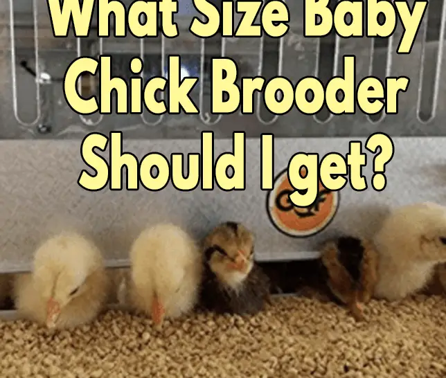 ¿Qué tamaño de criadora de pollitos debo comprar?