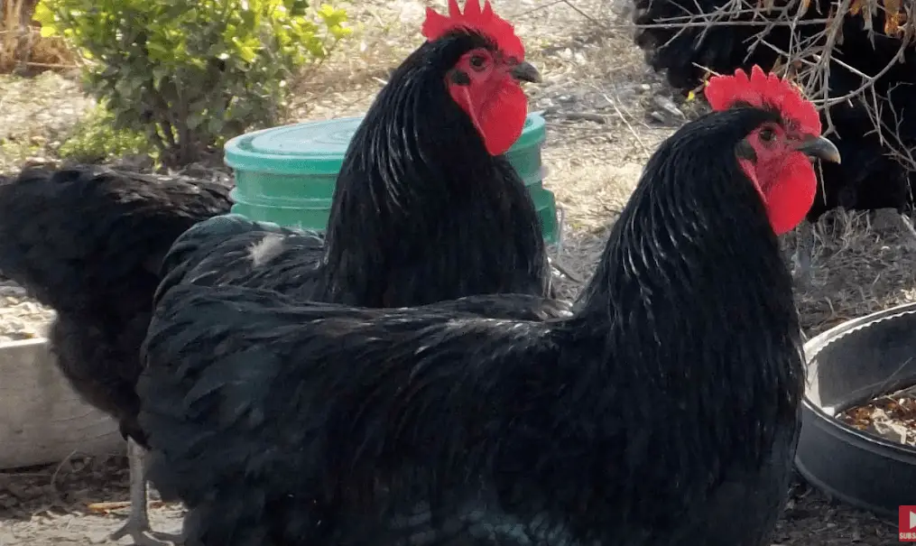 ¿Qué tamaño tienen los pollos gigantes de Jersey?