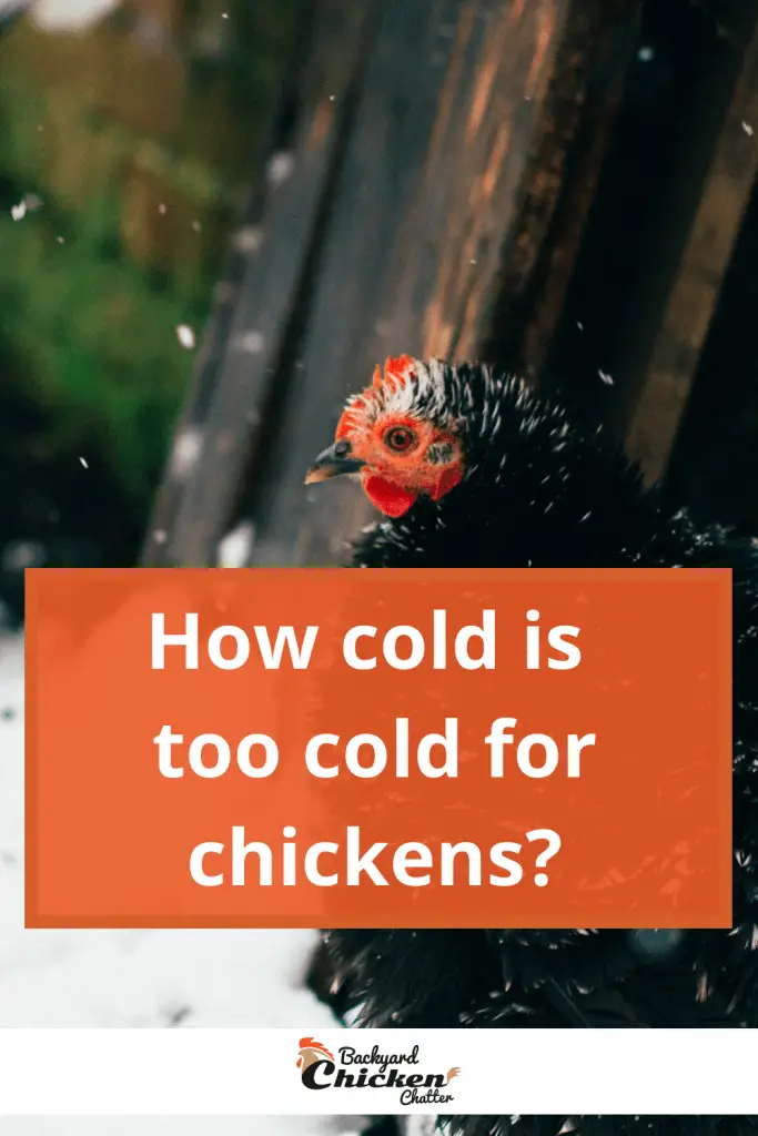 ¿Qué tan frío es demasiado frío para los pollos?