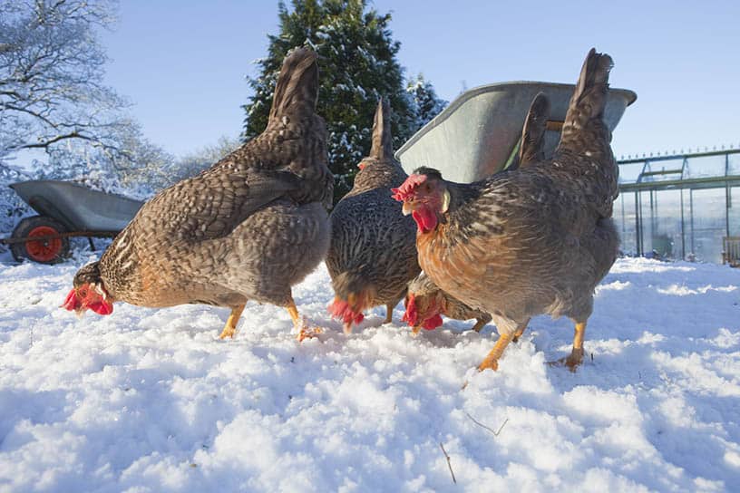 que frio es demasiado frio para las gallinas