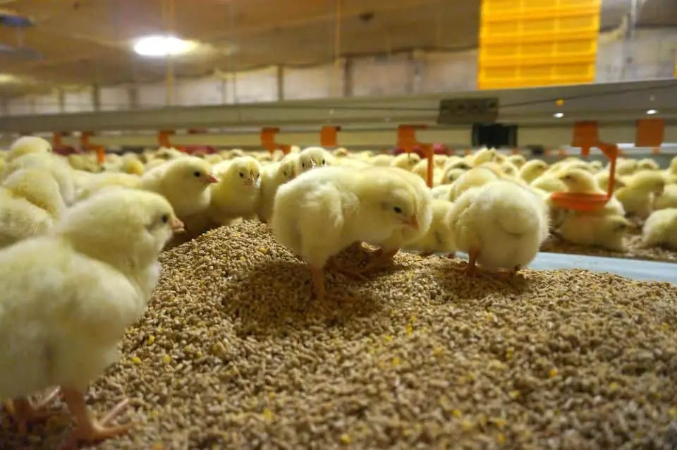 ¿Cuántas veces al día deben comer los pollos?