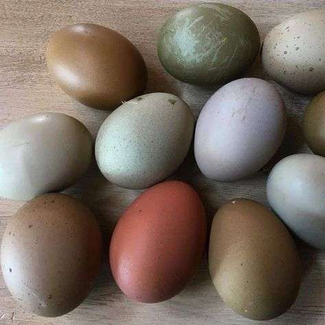 ¿Qué gallinas ponen huevos verdes?