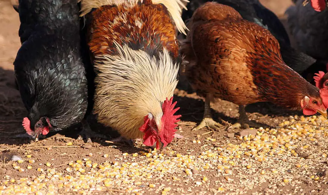 ¿Con qué frecuencia se debe alimentar a los pollos?