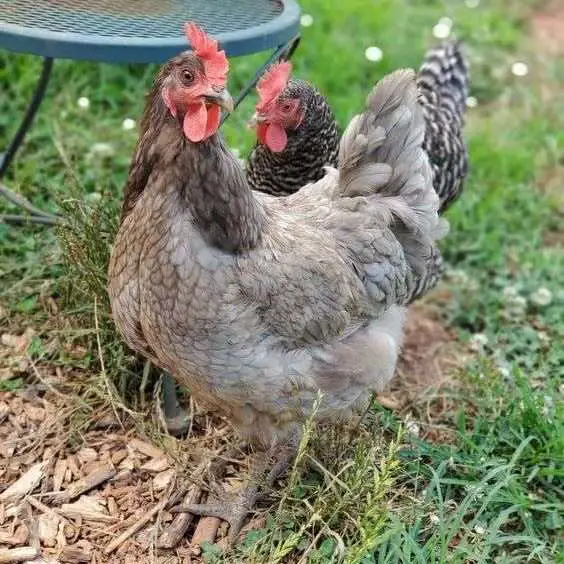 gallinas de gemas de zafiro