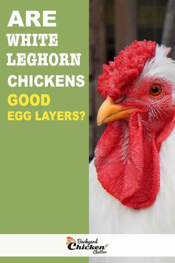 ¿son las gallinas leghorn blancas buenas ponedoras de huevos?
